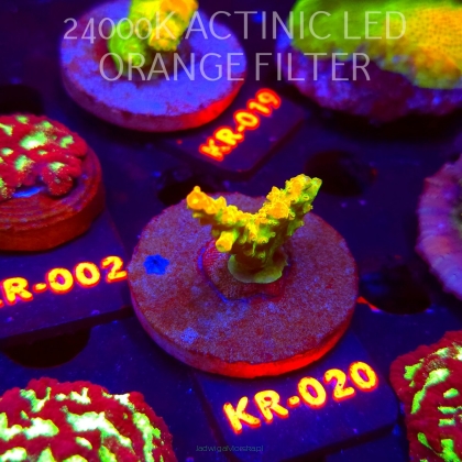 Acropora divaricata JOES MANGO GARDEN (07.12.2025) KR-020  3cm