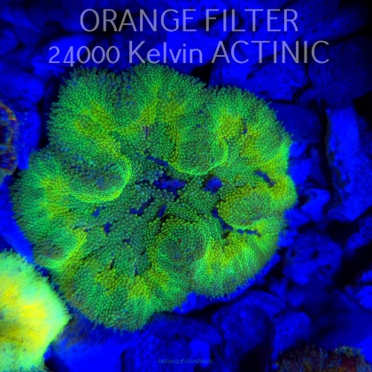 Stichodactyla TAPETUM Mini-Maxi Carpet Anemone GREEN FLUO (01.06.2025)  7cm