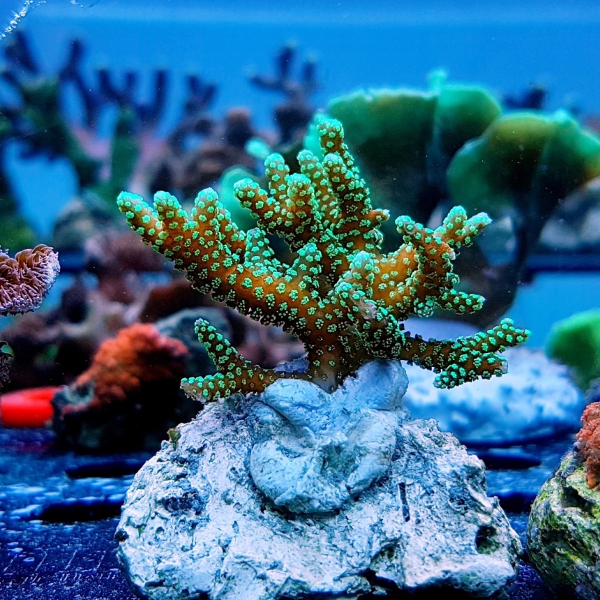 Seriatopora caliendrum