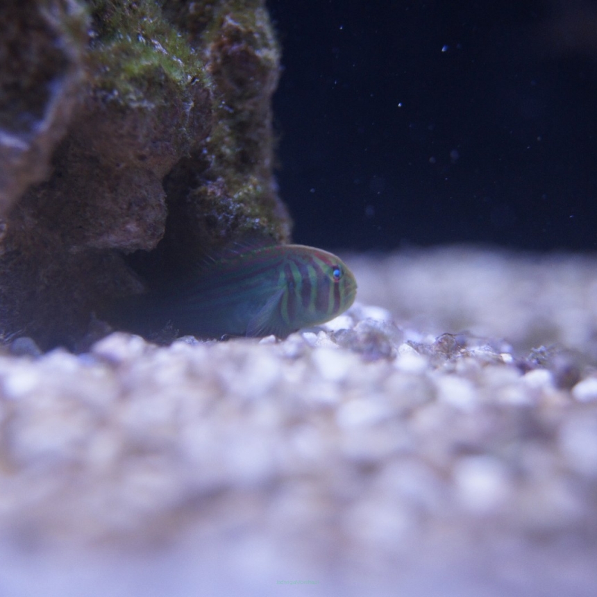 Gobiodon histrio rozmiar 2-3 cm