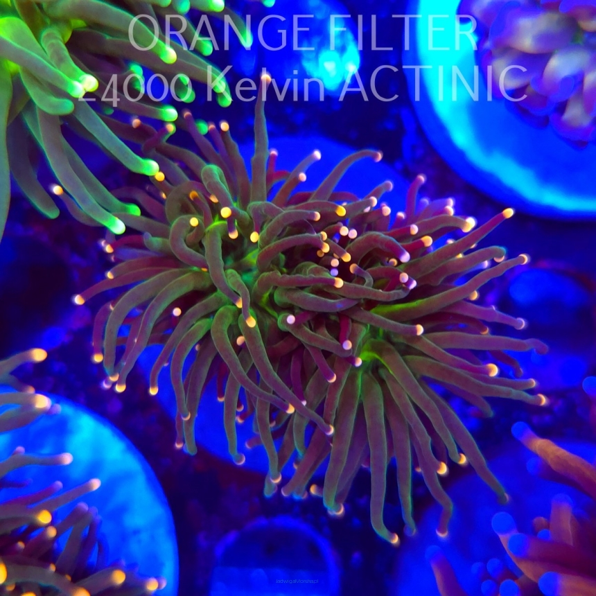   Euphyllia glabrescens Malaysian Miami Torch (20.06.2025)  2HEADS
