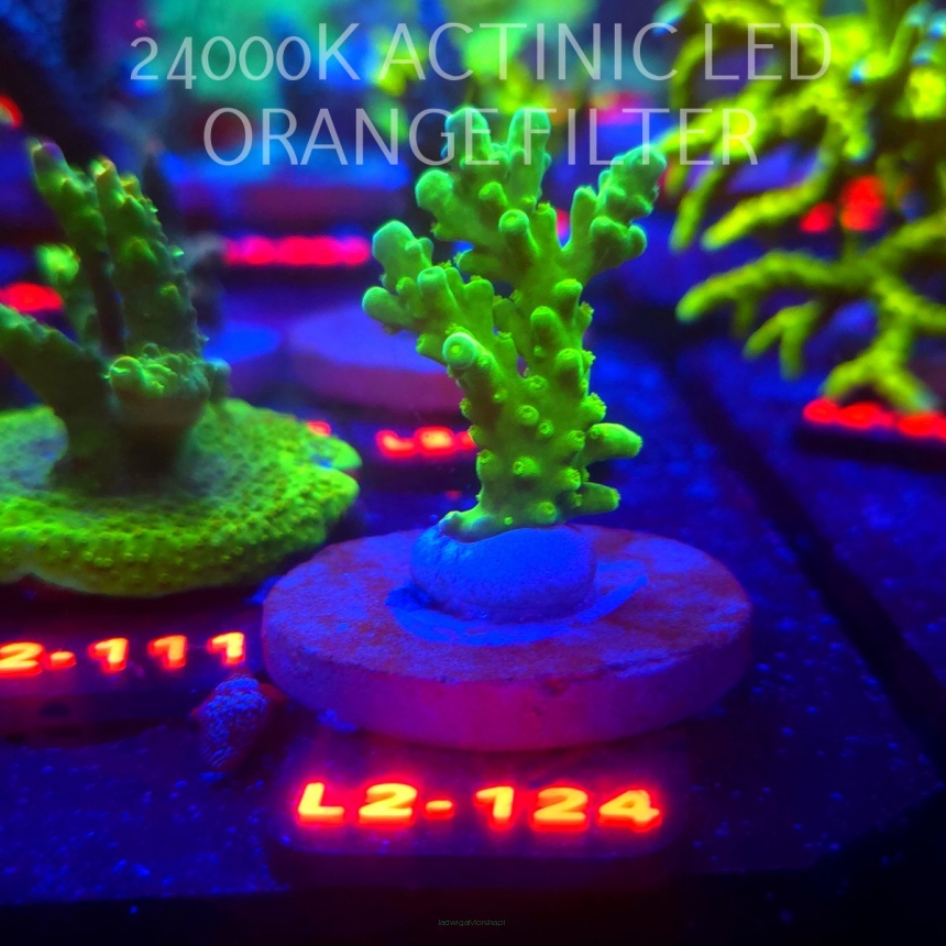 Acropora AUSTERA BANANA (12.11.2025) L2-124  6cm