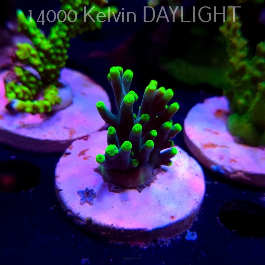 Acropora suharsonoi (20.03.2025) L1-II-27  4cm UNIQUE