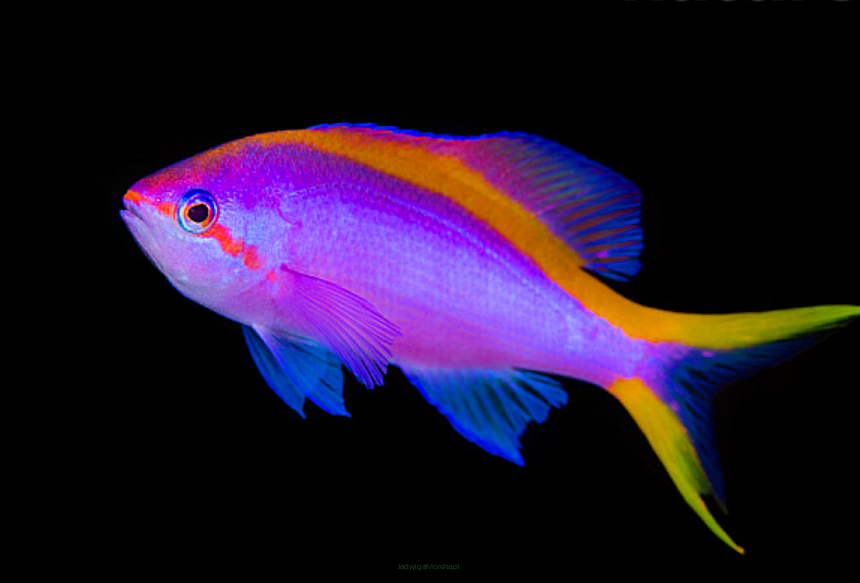 Pseudanthias tuka 5-6 cm
