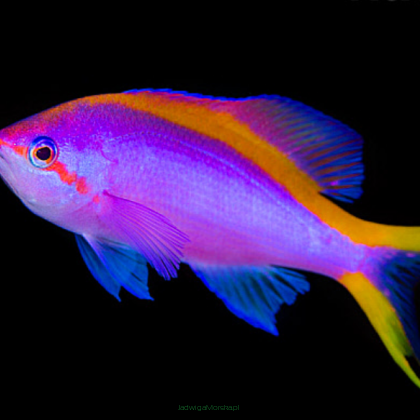Pseudanthias tuka 5-6 cm