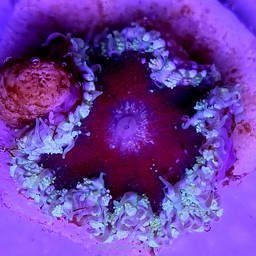 Phymanthus crucifer JMC Rock Flower Anemone (04.12.2021)