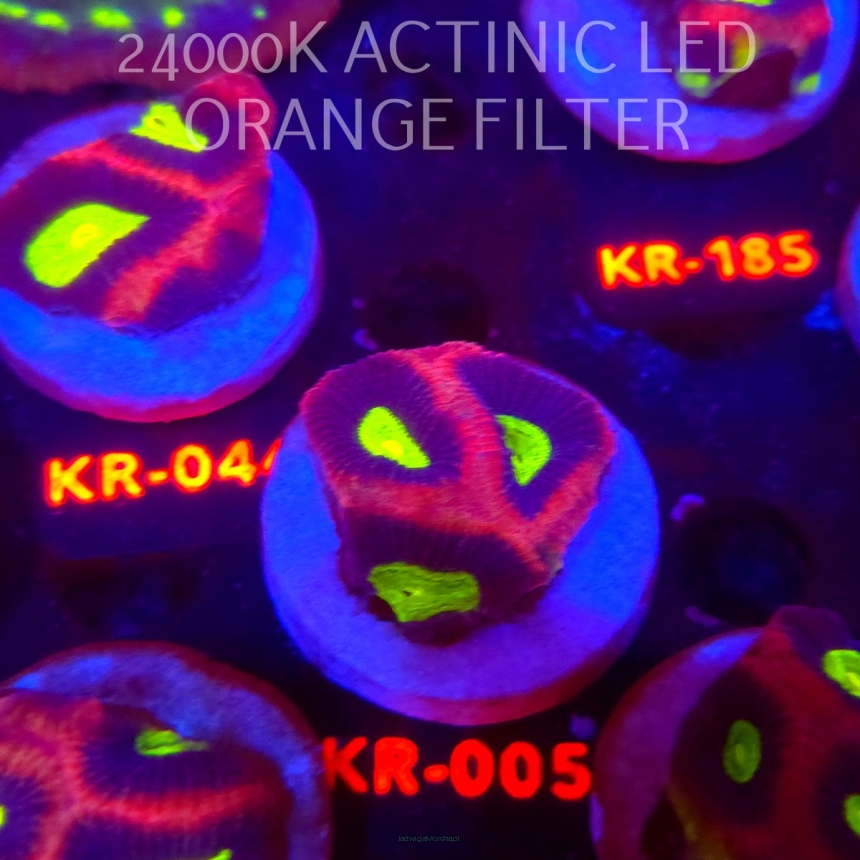 Favites complanata OG DRAGON SOUL (21.02.2026) KR-005  4cm