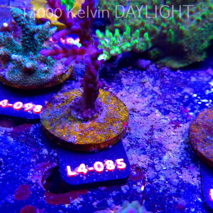 Acropora sp. AUSTRALIA  (07.01.2026) L4-085  9cm