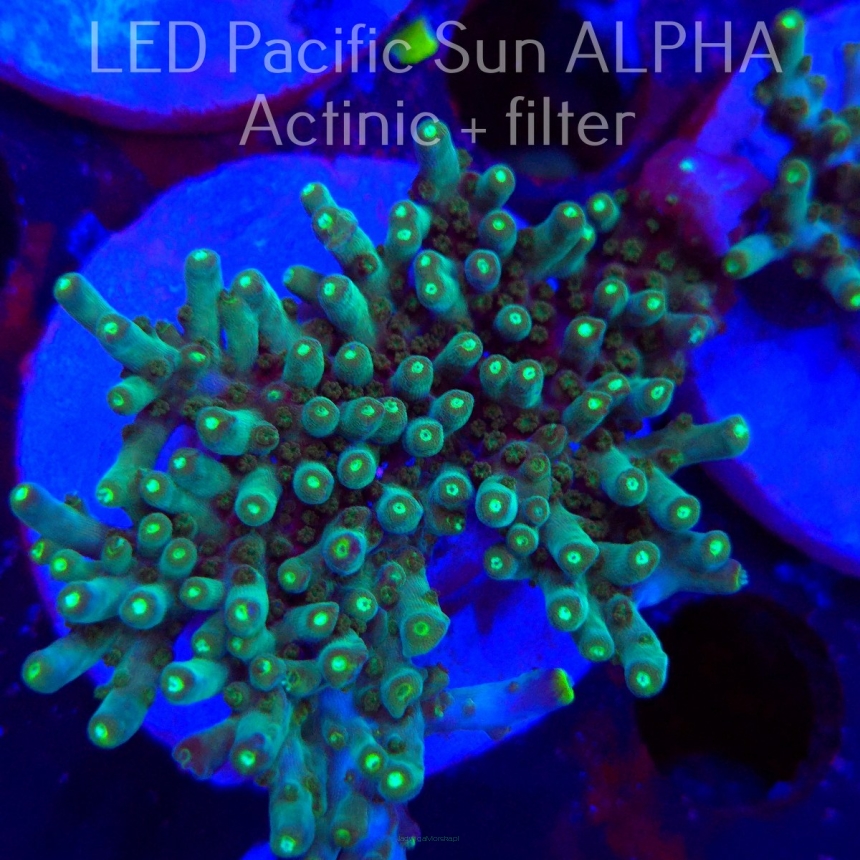 Acropora granulosa ELECTRIC LIME (01.12.2024) MM1-I-21 6cm