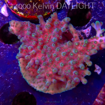 Acropora valida RAINBOW (09.05.2025) MM1-I-21  6cm