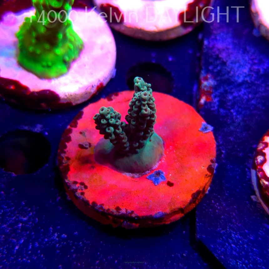 Acropora Jason Fox's Fox Flame Acro (19.06.2025) L3-II-16  3cm
