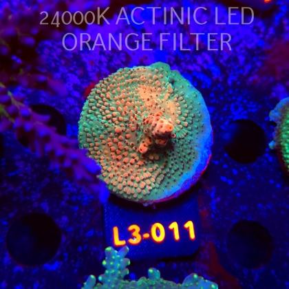 Acropora Jason Fox's Fox Flame Acro (04.01.2026) L3-011  5cm
