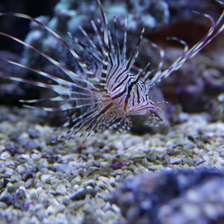 Pterois voltans skrzydlica (Ognica Pstra, Motyl Morski) rozmiar 11 cm