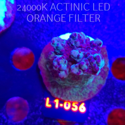 Acropora sp. AUSTRALIA (09.10.2025) L1-056  6cm