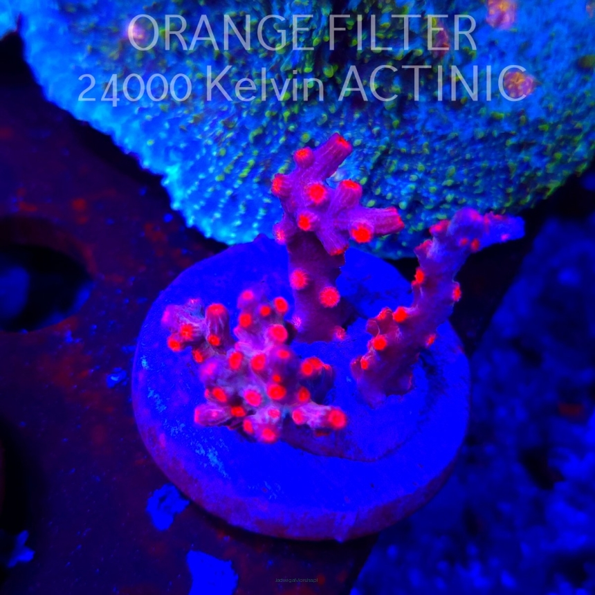 Cyphastrea decadia JF PINK BRANCHING (09.05.2025) MM1-I-37  3cm