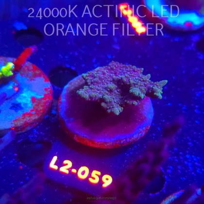 Acropora efflorescens TABLE ACRO (12.11.2025) L2-059  5cm