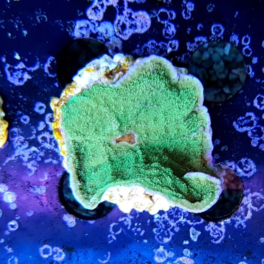 Montipora delicatula (zielona z fioletową obwódką)