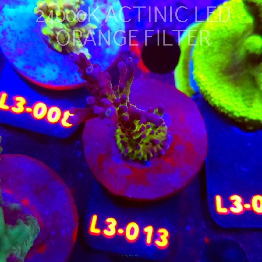 Acropora EC Frankie's Kryptonite (04.01.2026) L3-013  7cm