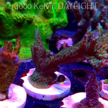 Acropora sp. AUSTRALIA (19.06.2025) L3-III-20  11cm