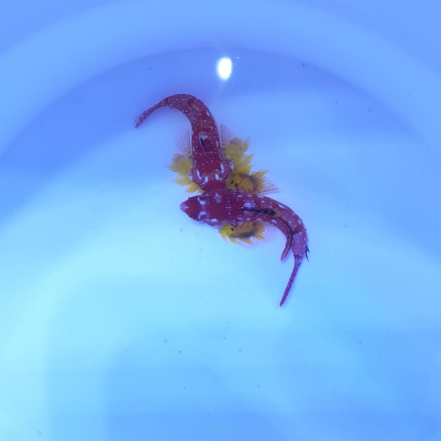 Synchiropus sycorax 3cm SAMIEC