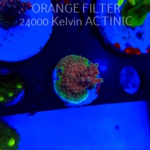Acropora Jason Fox B33 BOMBER Acro (20.03.2025) L1-I-38  3cm