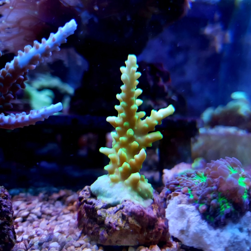 Acropora sp. green rozmiar 5 cm