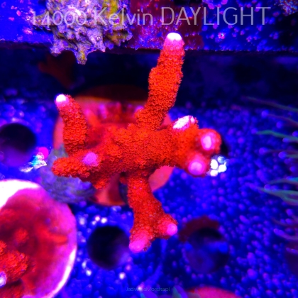Montipora digitata RED (22.09.2025)  12cm