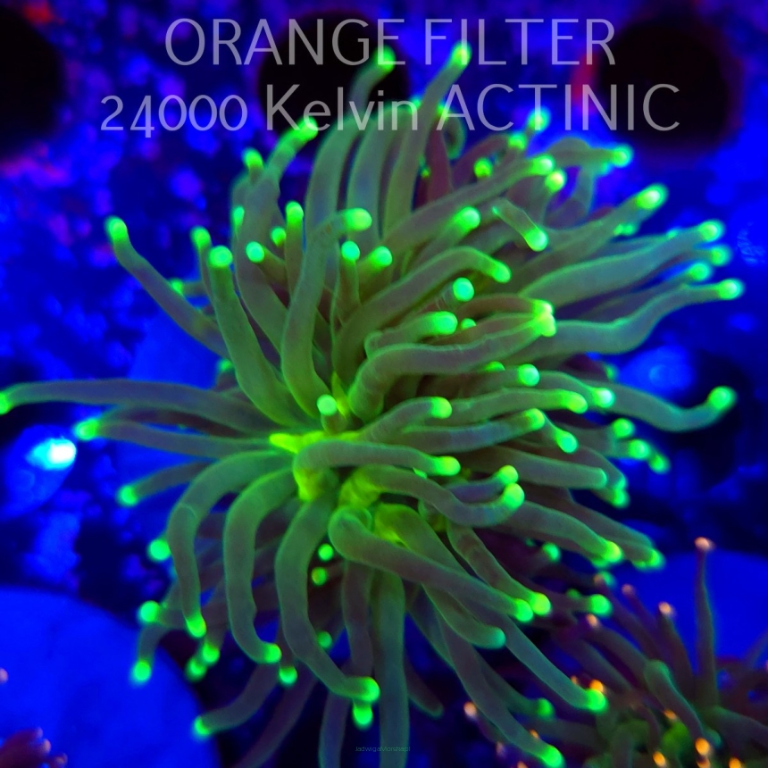   Euphyllia glabrescens Aussie GREEN (20.06.2025)