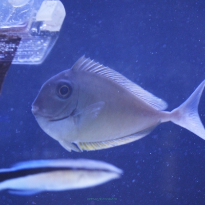 Naso brevirostris rozmiar 13cm