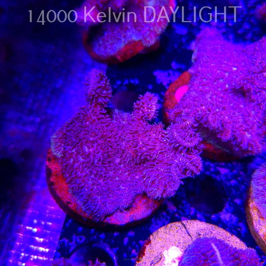 Pavona decussata (19.09.2025)  5cm