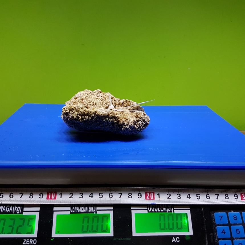 Żywa skała 0.325 kg (65 pln/kg) nr 133