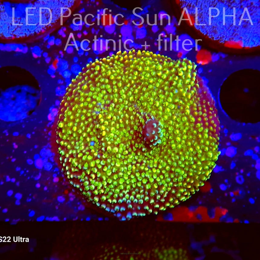 Acropora ABROTANOIDES PINK (22.11.2023) L1-II-8  5cm