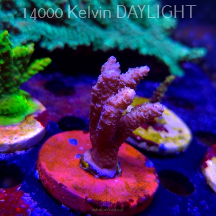 Acropora sp. AUSTRALIA  (21.06.2025) L4-III-30  5cm