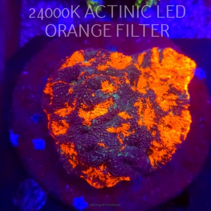 Acanthastrea ECHINATA AUSTRALIA ULTRA (20.02.2026)  10cm