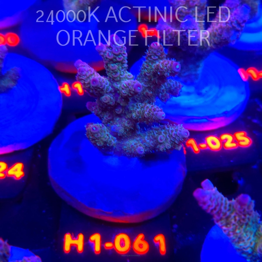 Acropora MILLEPORA RAINBOW (02.11.2025) H1-061  5cm