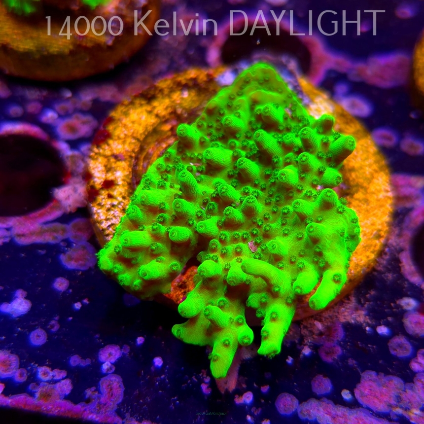 Acropora WWC Castells Banana (07.04.2025) MM6-II-27  5cm