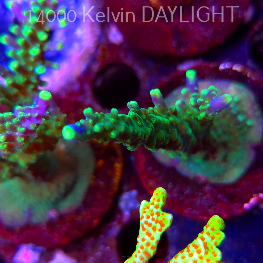 Acropora JMC PRINCESS (09.05.2025) MM1-I-15  10cm