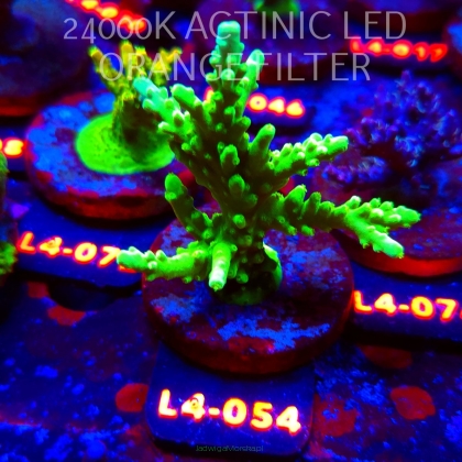 Acropora AUSTERA BANANA (07.01.2026) L4-054  10cm