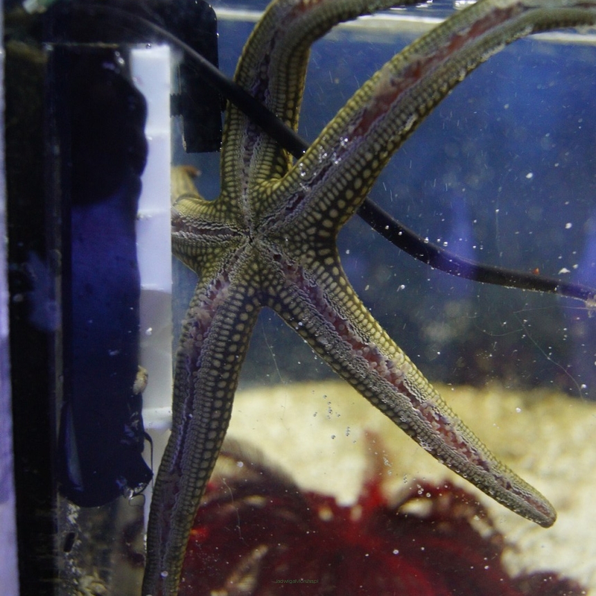 Linckia sp zielona (Green Starfish) średnica 15-18 cm