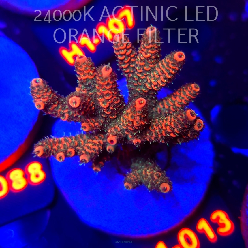 Acropora MILLEPORA BUBBLEGUM (02.02.2026) H1-013  6cm