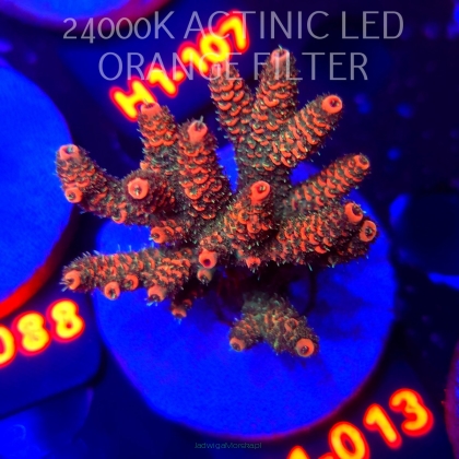 Acropora MILLEPORA BUBBLEGUM (02.02.2026) H1-013  6cm