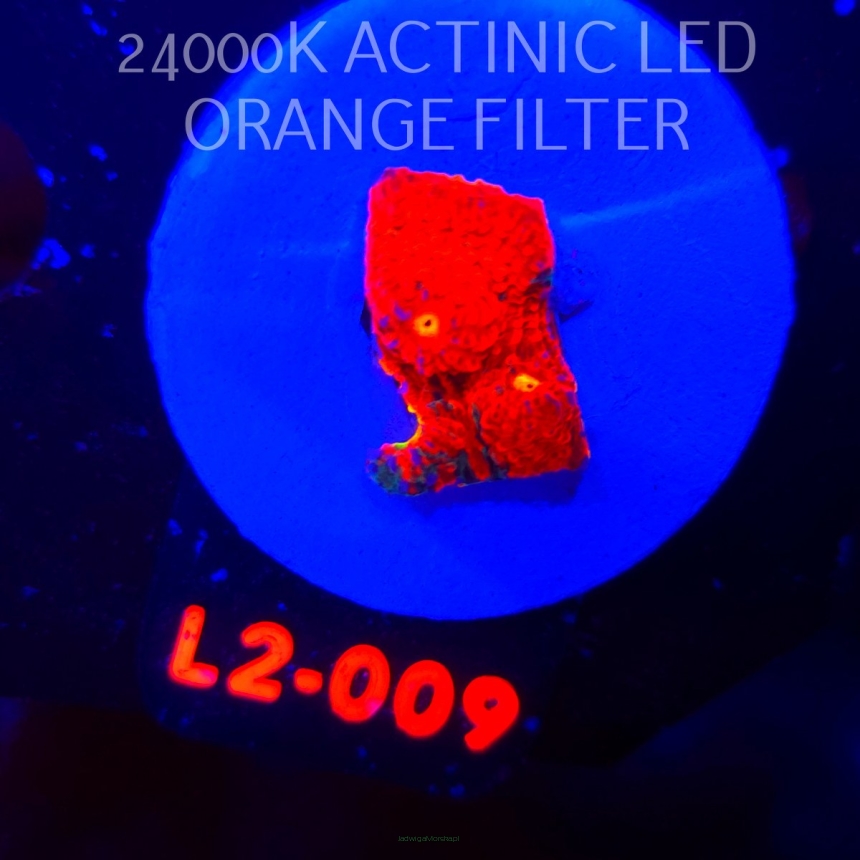  Echinophyllia OG Bugatti Chalice (22.01.2026) L2-009  2cm