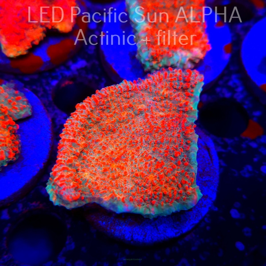 Echinophyllia Lava Rush Chalice (22.01.2025)  6cm