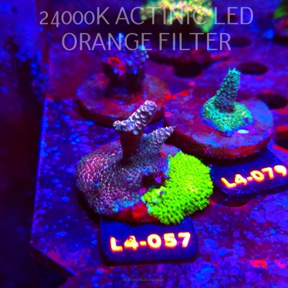 Acropora sp. AUSTRALIA  (07.01.2026) L4-057  5cm