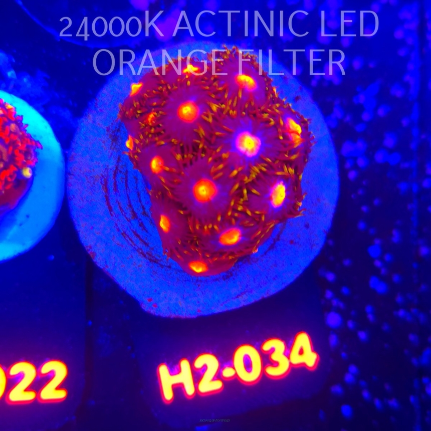 Zoanthus MIAMI BLOW POP (01.12.2025) 15P  H2-034