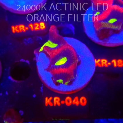 Favites complanata OG DRAGON SOUL (21.02.2026) KR-040  5cm