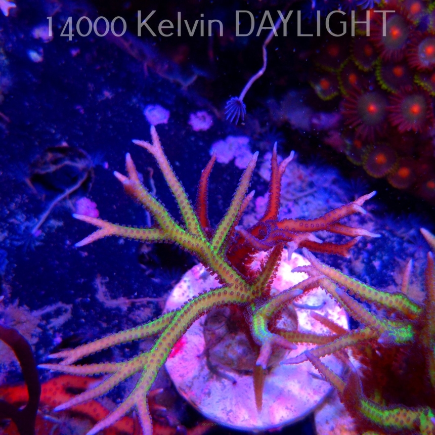 Seriatopora hystrix YELLOW (06.05.2025)  10cm
