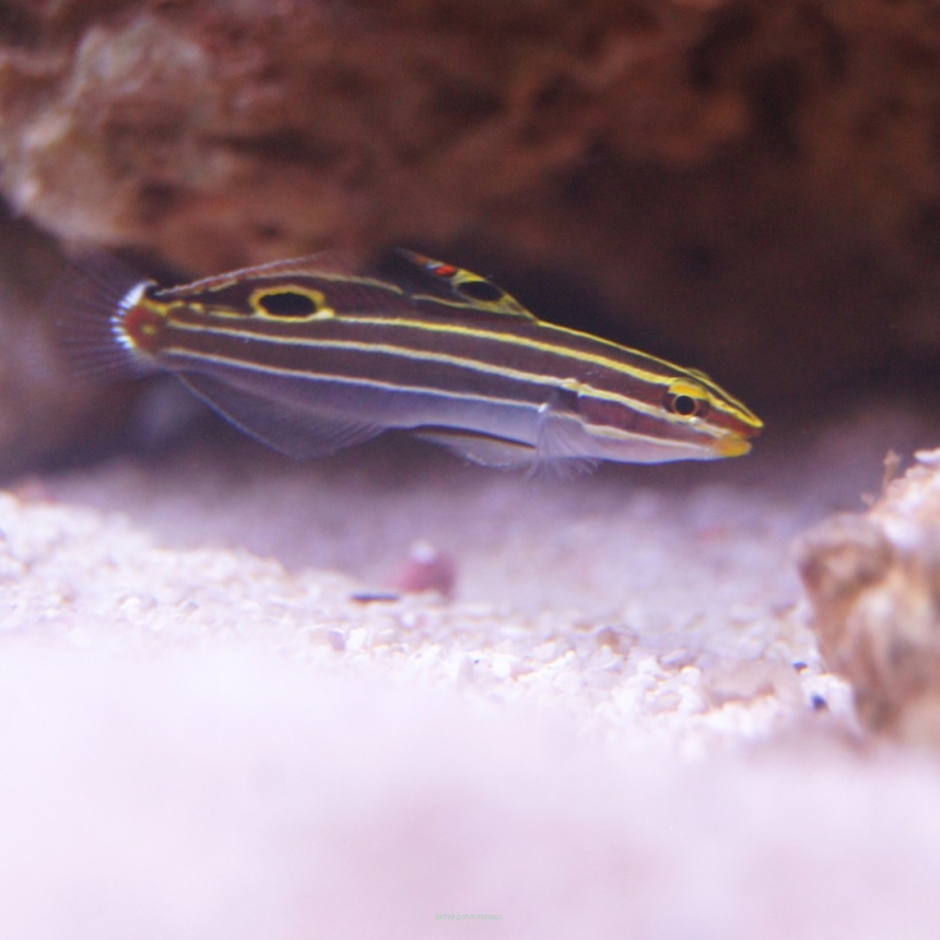 Amblygobius hectori rozmiar 4-5 cm (Hector's Goby, Koumansetta hectori)