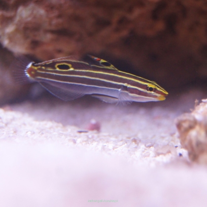 Amblygobius hectori rozmiar 3-4cm (Hector's Goby, Koumansetta hectori)