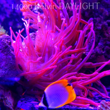 HETERACTIS CRISPA RED (06.03.2026) XXL